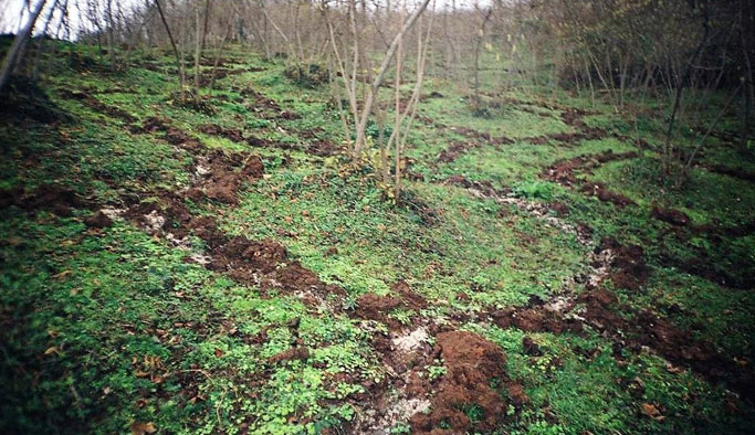 Fındık üreticisi yeni sezona hazırlanıyor