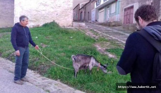 Belediye, bahçıvan yerine keçi ve koyun kullanıyor