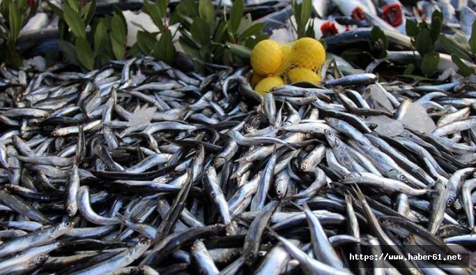 Trabzon'da Hamsi fiyatları el yakıyor