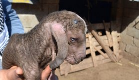 İlk kez böylesi görüldü! "Kimera deniyor..."