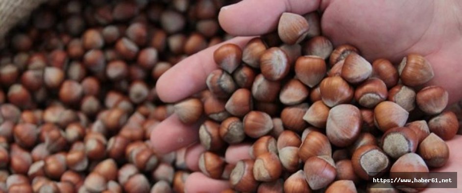 Fındık fiyatında büyük düşüş