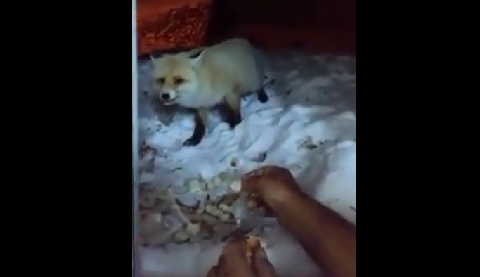 Aç kalan tilkiyi elleriyle besledi