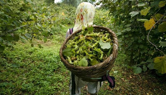 Fındık Üreticisine mart uyarısı!