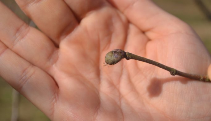 Fındıkta küllenme tehdidi erken başladı!