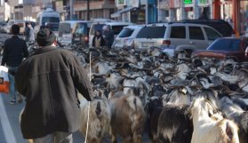 Sürüyle caddeye daldı!