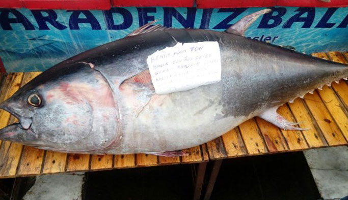 2 metrelik ton balığı vatandaşların ilgi odağı oldu