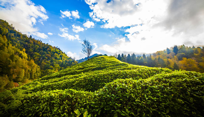 Doğu Karadeniz’de organik çay tarımı ertelendi
