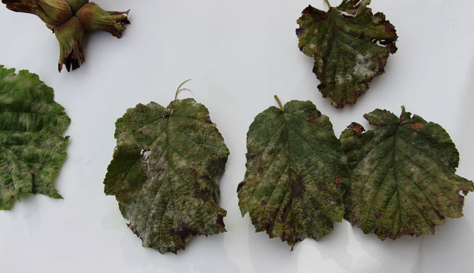 Fındık üreticisine Küllenme uyarısı!