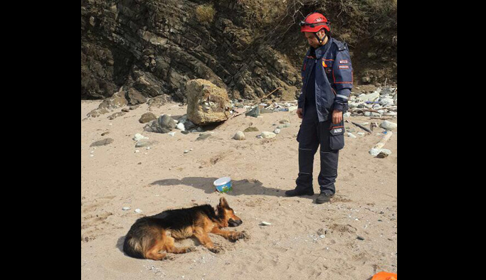 Kayalıktan düşen köpek için seferberlik