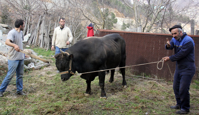 Artvin'de boğalar festivale hazırlanıyor