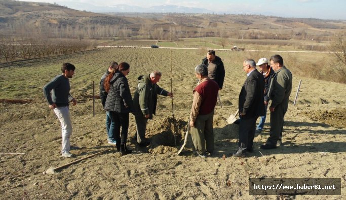 Orman İşletme Müdürlüğünden ceviz dopingi 