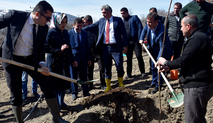 Gümüşhane'de 50 bin ceviz fidanı dağıtılıyor