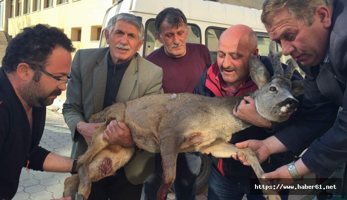 Şavşatlılar yaralı karacaya kucak açtı