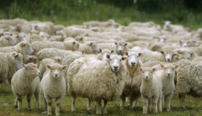 Koyun kavgası ölüm getirdi