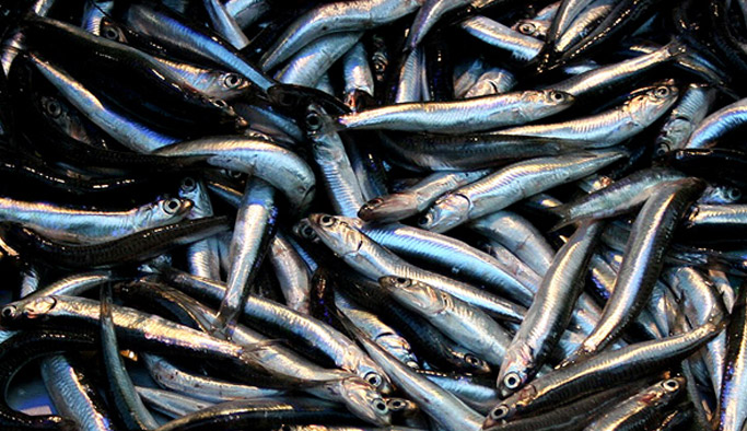 Trabzon'da boy yasağına uymayanlara ceza yağdı