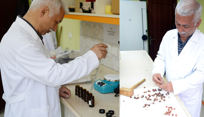 Fındıkta yeni çeşit geliyor