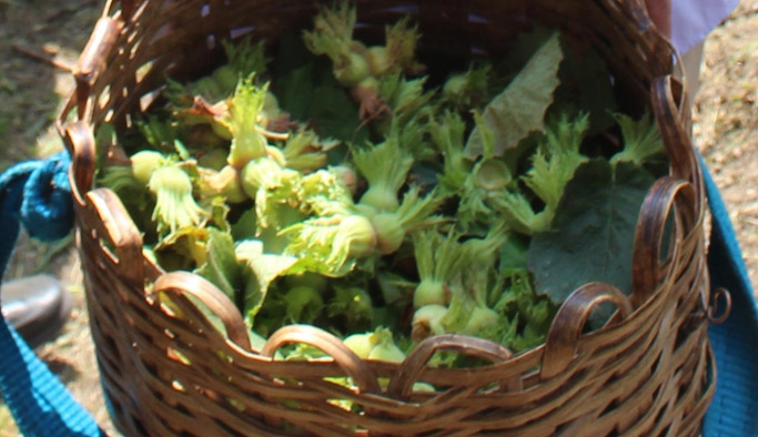 Pazara ne kadar iç fındık indi?