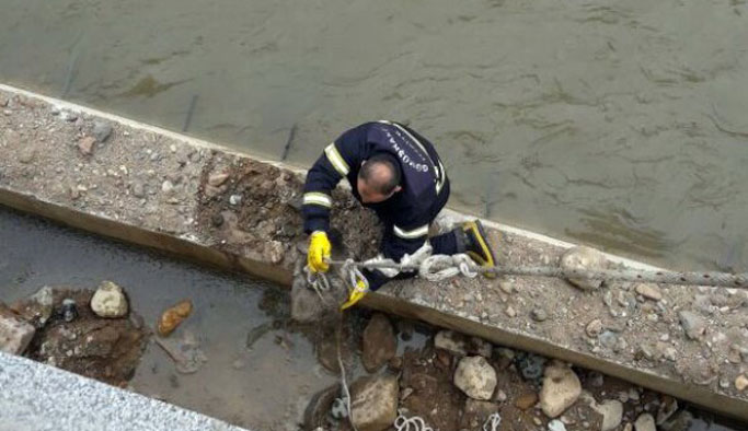 Çaya düşen köpek için seferber oldular!