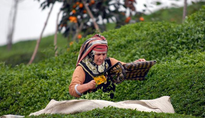 Çay üreticilerine önemli uyarı