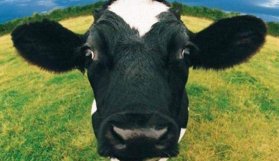 Protestoda son nokta! Hollanda ineklerini sınırdışı ettileri