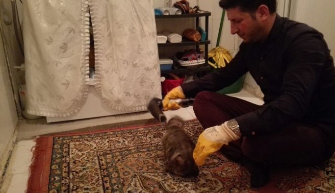 Kedinin tüylerine yapıştırıcı sürdüler!