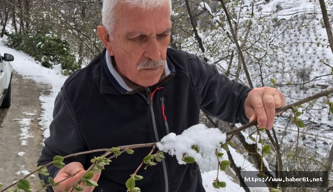 Giresun'da kar yağışı fındığa yaradı