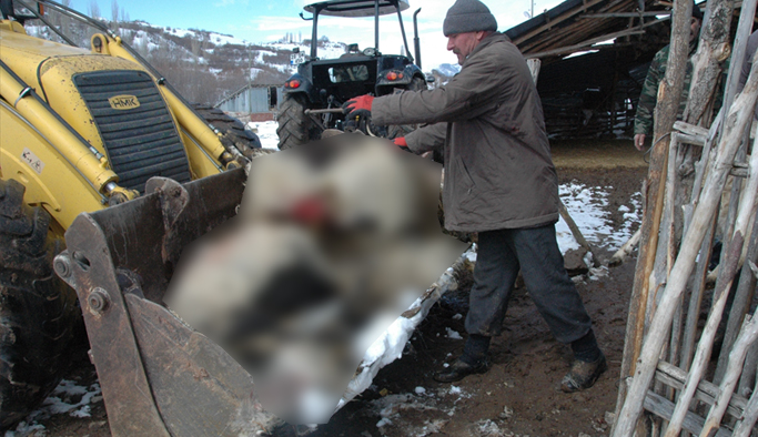 Giresun'da Ayı saldırısı: 20 hayvan telef oldu