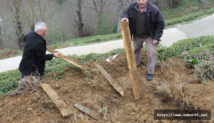 Mezarlıkta ayı nöbeti