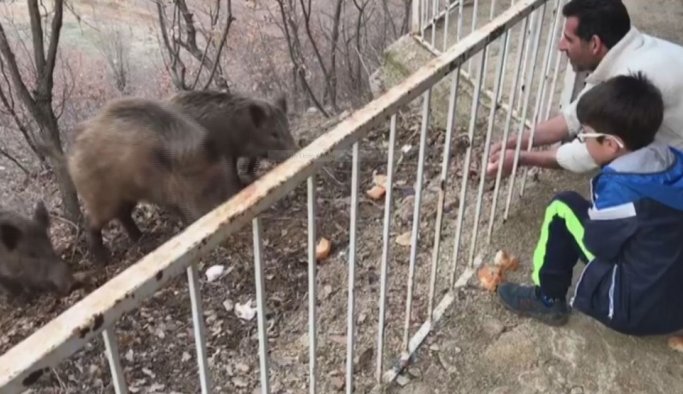 Yaban domuzları şehre indi