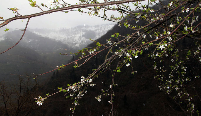 Giresun'da kış ve bahar bir arada