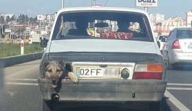 Stop lambası yerine köpek kafası!