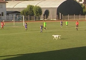 Hakem dikkat sahada köpek var