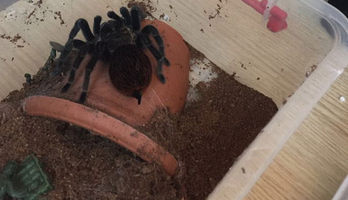 Terör operasyonundan tarantula çıktı!