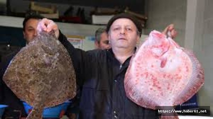 Karadeniz'de kalkan balığı bereketi