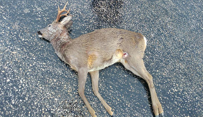 Ceylanı öldürdü cesedini bile kaldırmadı