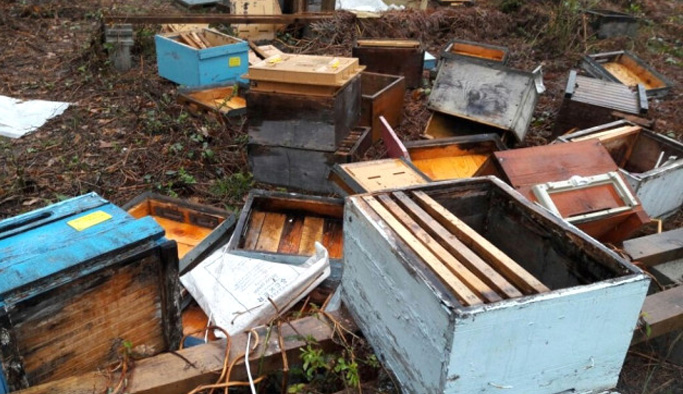 Ayı köye dadandı arı kovanlarını parçaladı