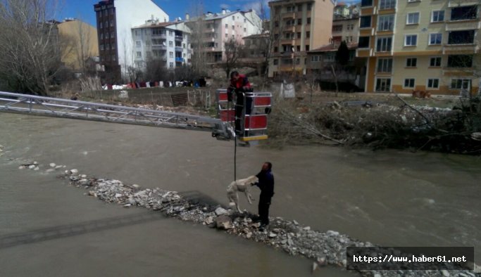 Nehirde mahsur kalan köpekleri itfaiye kurtardı