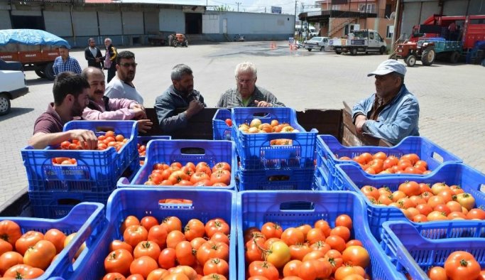 Domates üreticinin yüzünü güldürdü