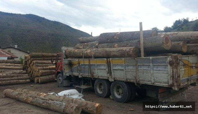 Tomruk altında kalan işçi öldü