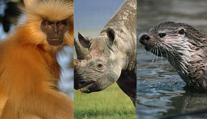 Nesli tükenmekte olan hayvanların listesi