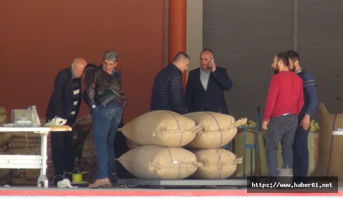 TMO Giresun’da fındık alımlarına başladı