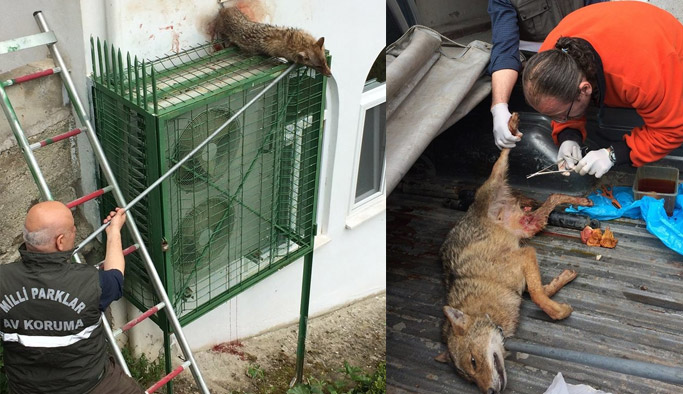 Talihsiz çakal cami klimasına sıkıştı