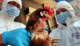 Kuş gribi yine hortladı