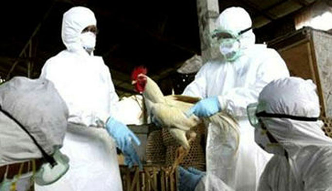 Kuş gribi şüphesi