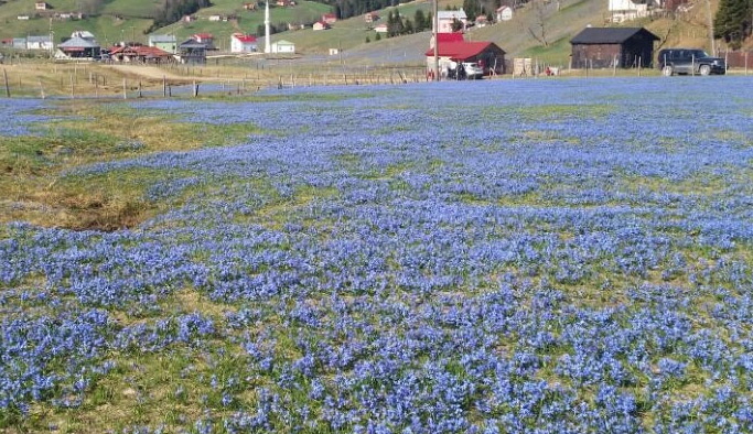 Trabzon'un bu yaylası fotoğrafçıların uğrak noktası olacak