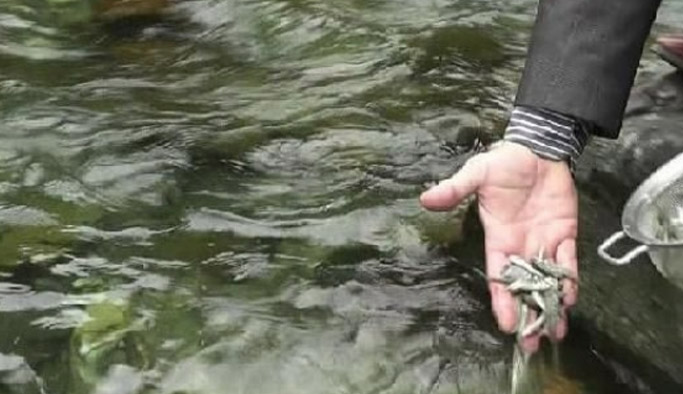 Rize'de dereye 35 bin alabalık bırakıldı