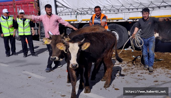 Büyükbaş hayvan taşıyan tırlar çarpıştı