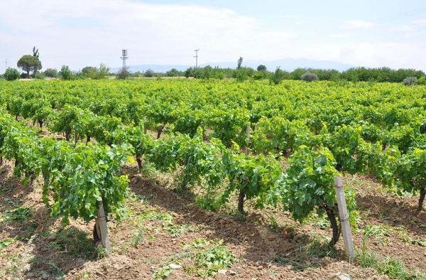 Yaprağı meyvesi arasında fark yok