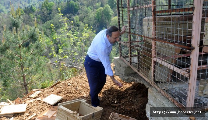 Kovanlara dadanan ayı, Belediye Başkan yardımcısını canından bezdirdi