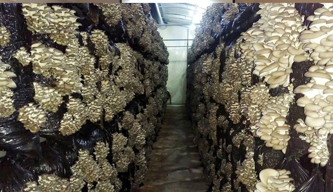 Çay ve fındığa ek geliri buldu!